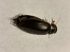 Dytiscus marginicollis
