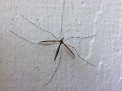 Tipula sayi
