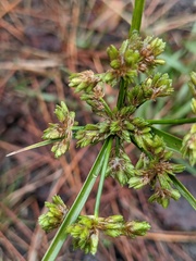 Cyperus surinamensis image