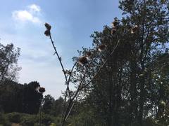Cirsium ehrenbergii