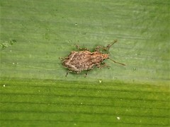 Chalepistes compressus