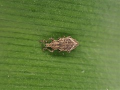 Chalepistes compressus