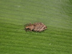 Chalepistes compressus