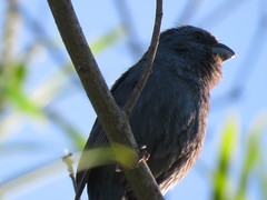 Cyanoloxia glaucocaerulea