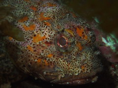 Scorpaena guttata