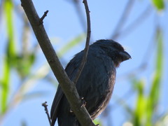 Cyanoloxia glaucocaerulea