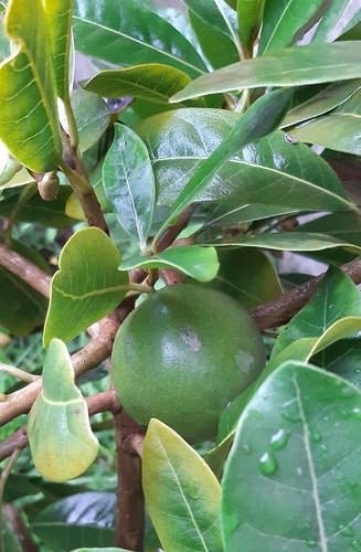 Ein weiteres Foto von Lucuma