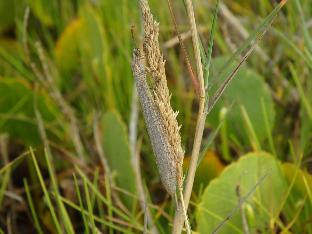 Lyon Antlion