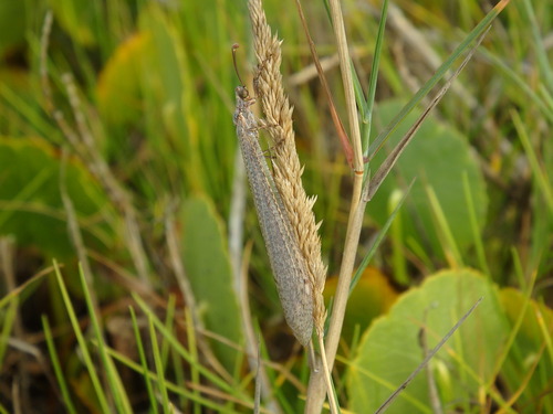 Lyon Antlion