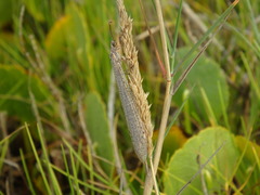 Creoleon lugdunensis