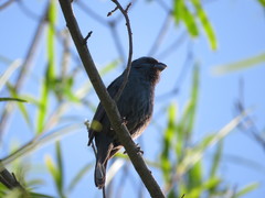 Cyanoloxia glaucocaerulea