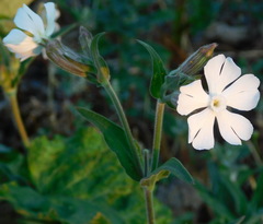 Silene latifolia alba