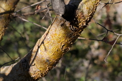 Commiphora glaucescens