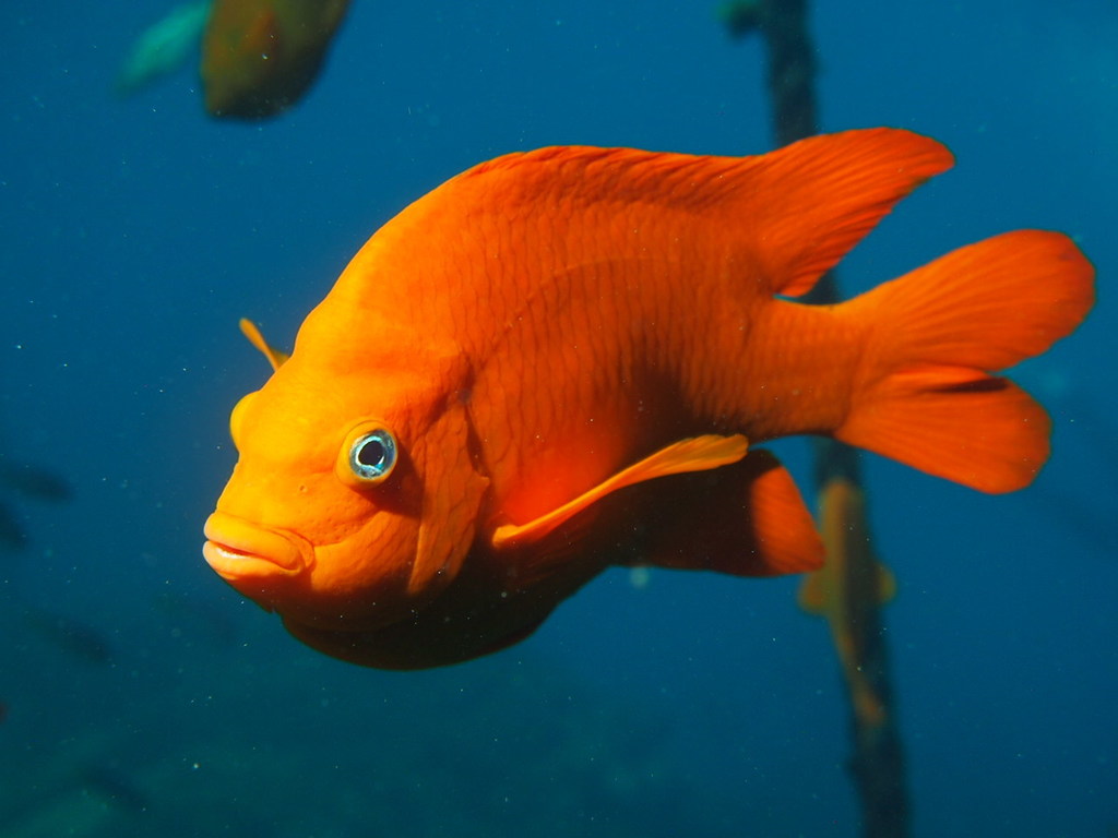 Garibaldis