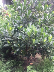Ficus hispida