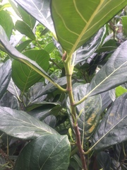 Ficus hispida
