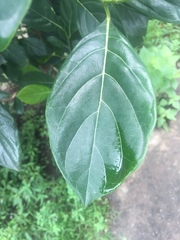 Ficus hispida