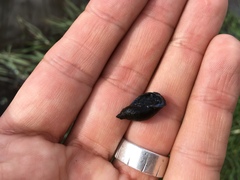 Pseudosuccinea columella