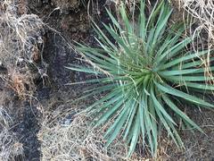 Agave dasylirioides