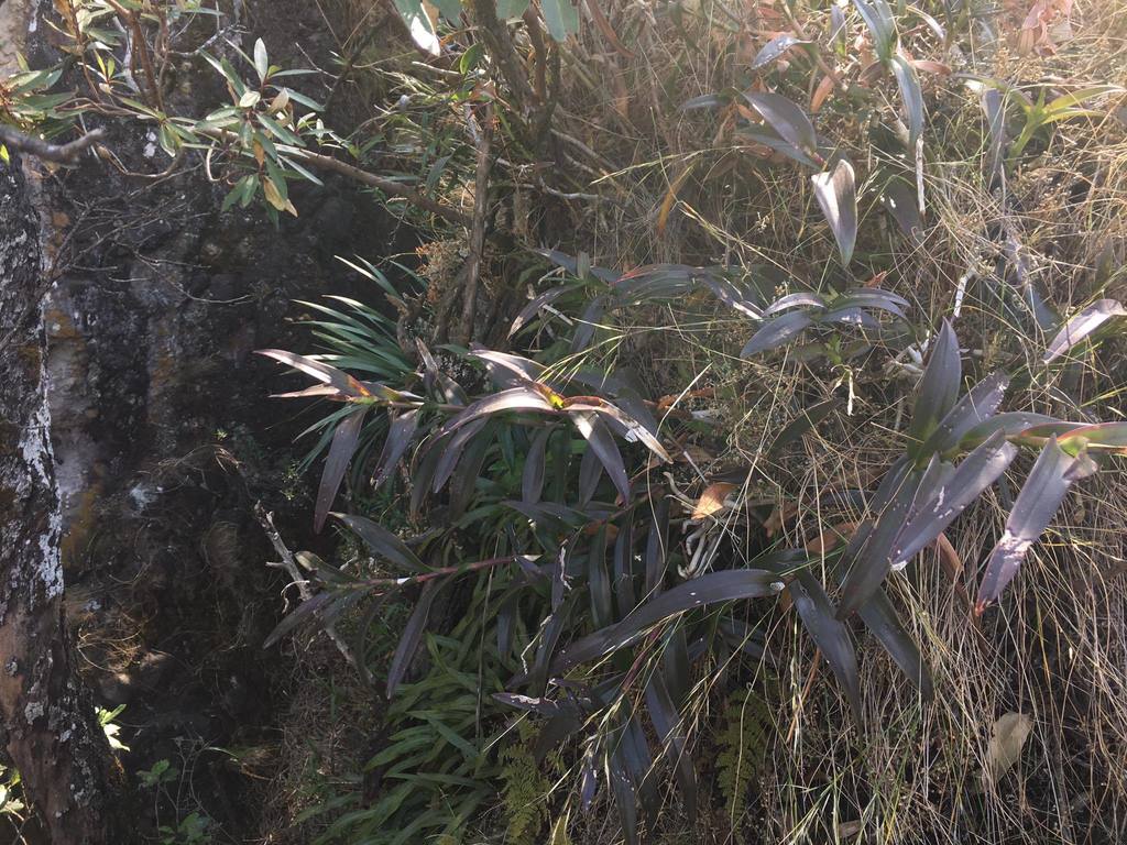 Epidendrum matudae L.O.Williams
