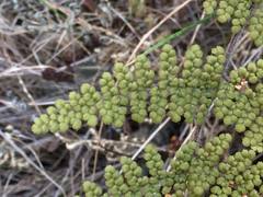 Myriopteris lendigera