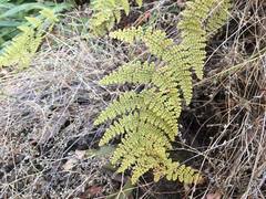 Myriopteris lendigera