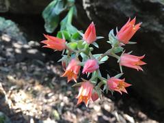 Gibbiflorae