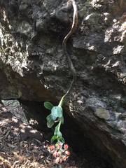 Gibbiflorae