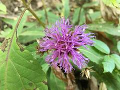 Vernonia alamanii