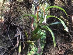 Prosthechea squalida