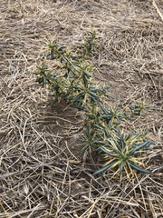 Xanthium catharticum