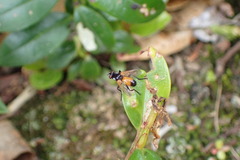 Huttonobesseria verecunda