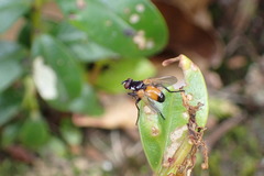 Huttonobesseria verecunda
