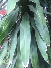 Dracaena fragrans
