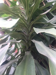 Dracaena fragrans