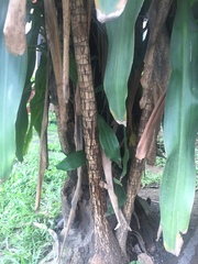 Dracaena fragrans