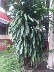 Dracaena fragrans