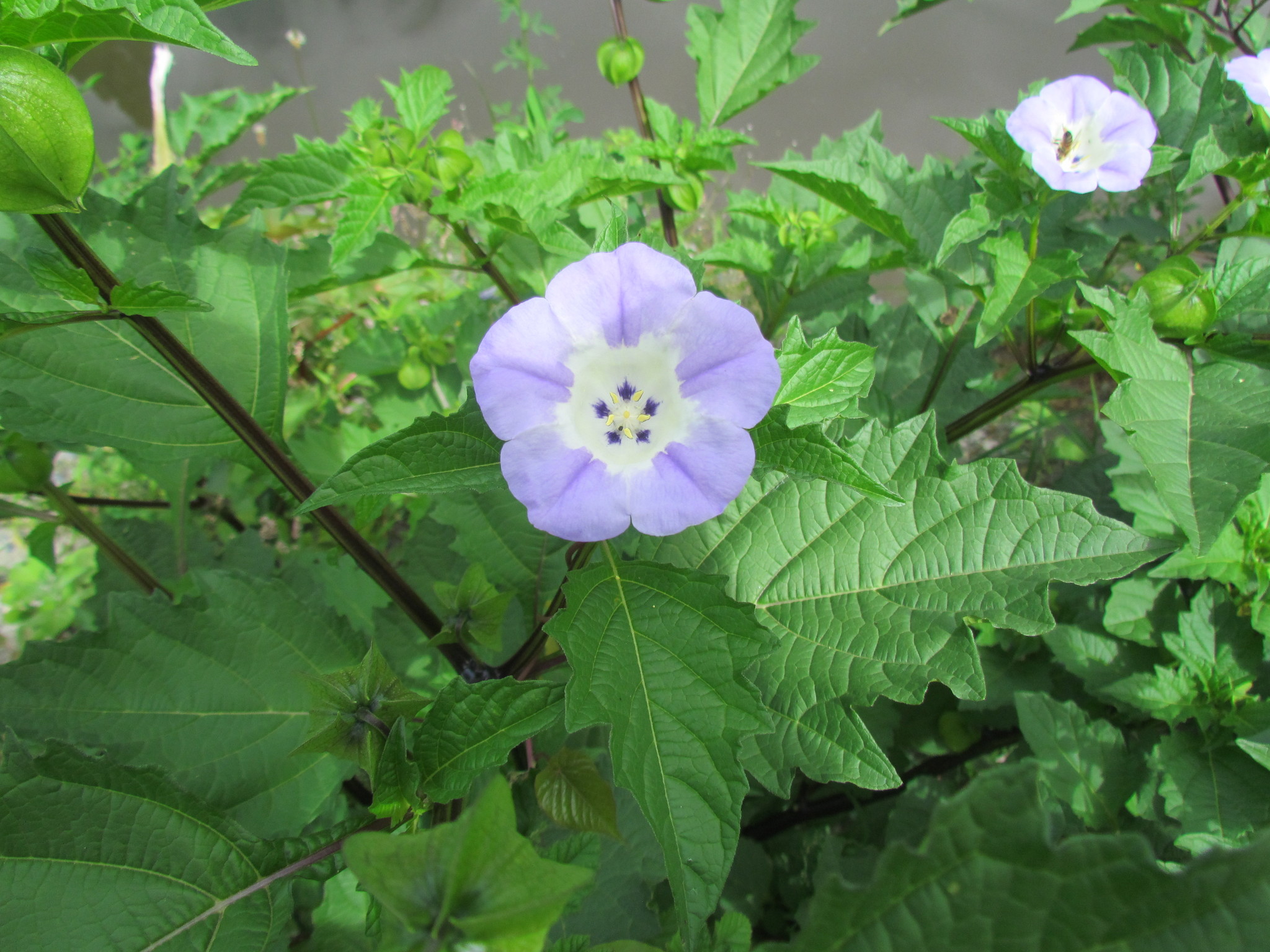 Nicandra image