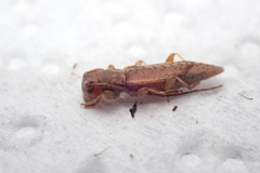 Spilotrogia fragilis