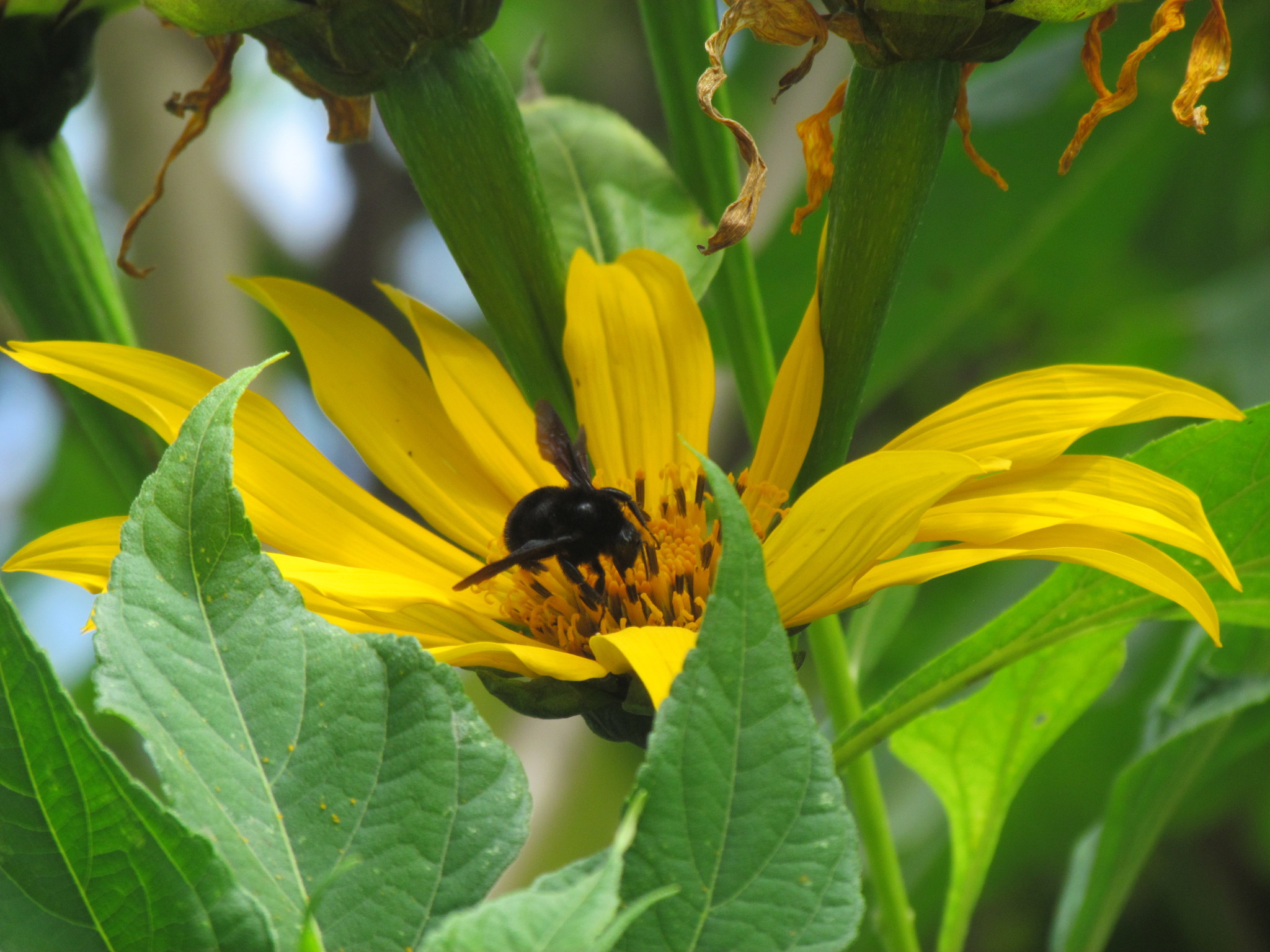 Bombus pauloensis image