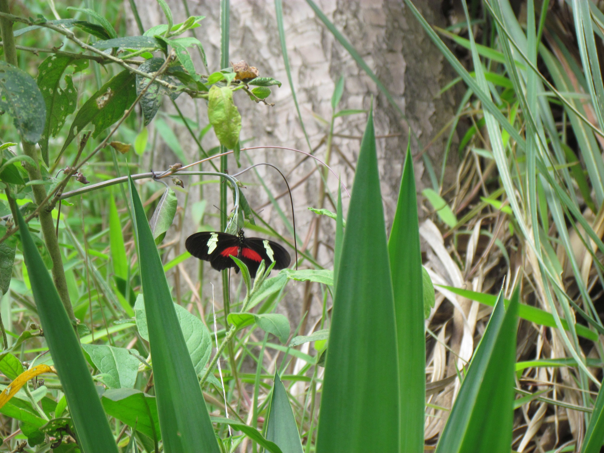 Heliconius image