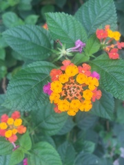 Lantana camara