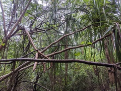 Pandanus utilis