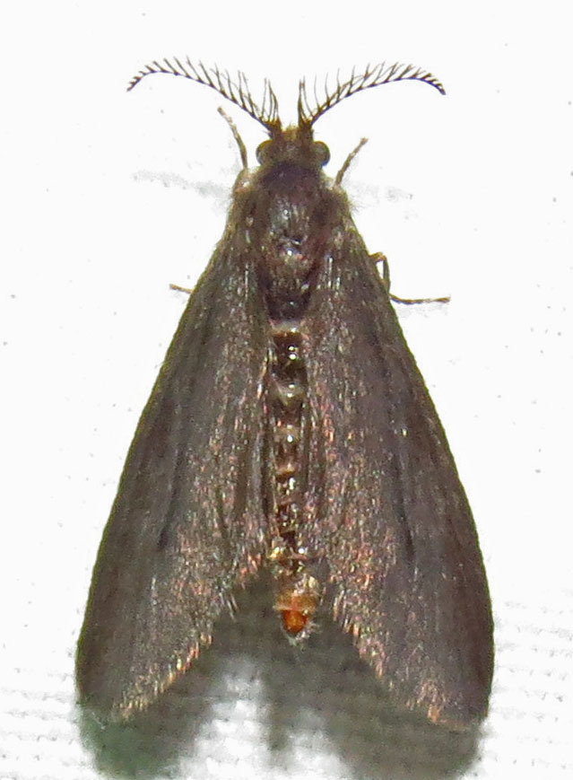 Negrita Bagworm Moth