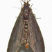 Cryptothelea nigrita - Photo (c) David Dodd,  זכויות יוצרים חלקיות (CC BY), הועלה על ידי David Dodd