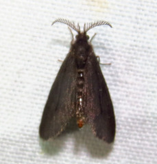 Cryptothelea nigrita