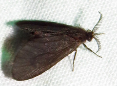 Cryptothelea nigrita