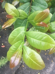Ochna serrulata
