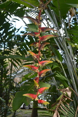 Heliconia platystachys