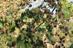 Montanoa bipinnatifida